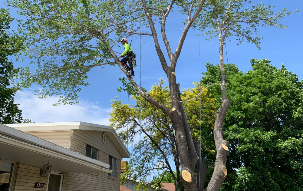 Summit Arborists Services Page Emergency Services