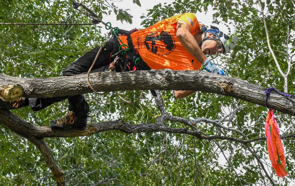 Summit Arborists Services Page Tree Pruning