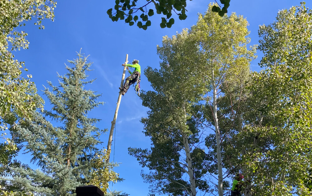 Summit Arborists Services Page Tree Removal